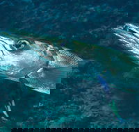 Norman Reef Dive Site - Accommodation Bookings