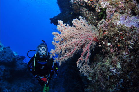 Norman Reef Dive Site - Accommodation Bookings 1