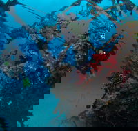 Severance Shipwreck Dive Site - Accommodation Bookings