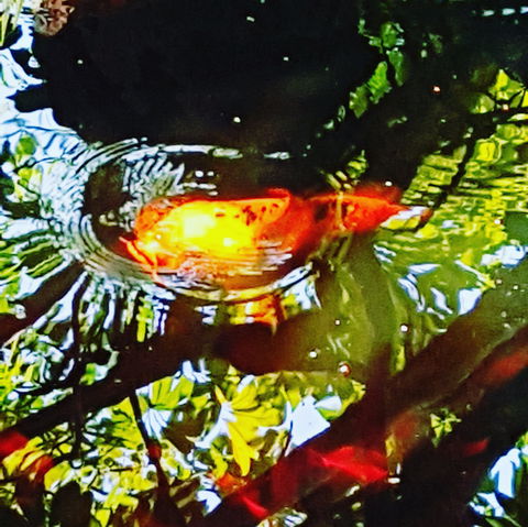 The Fernery At Diamond Waters - Accommodation Bookings 2