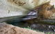 Verandah Cave - thumb 0