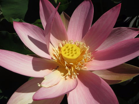 Wallis Creek Water Garden - Accommodation Bookings 0