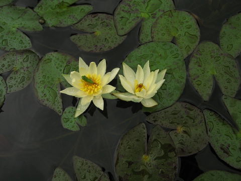 Wallis Creek Water Garden - Accommodation Bookings 1
