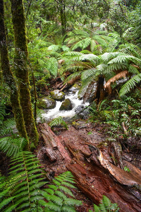 Yarra Ranges National Park - Accommodation Bookings 2