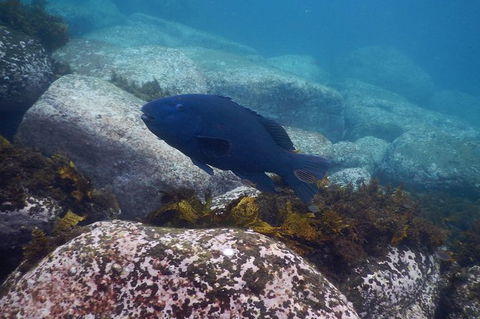 Small-Group Underwater Scooter Experience In Clovelly - Accommodation Bookings 4