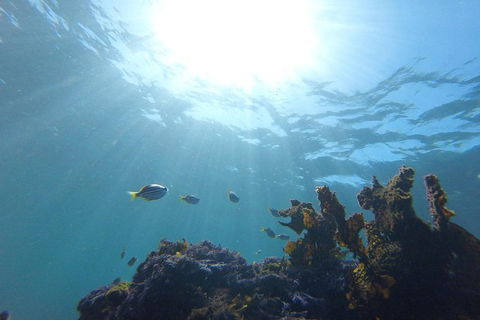 Small-Group Underwater Scooter Experience In Clovelly - Accommodation Bookings 1