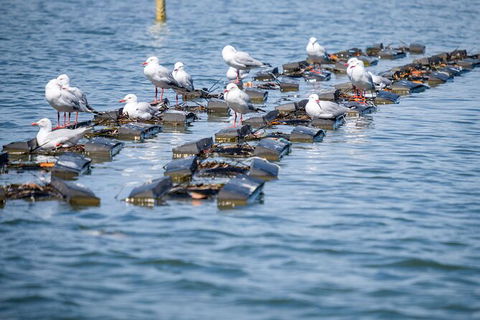 Catch A Crab Tour With Optional Seafood Lunch - Accommodation Bookings 2