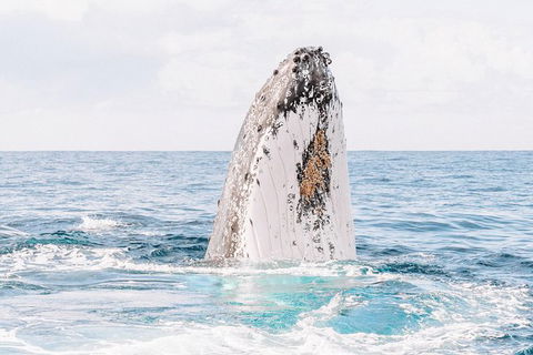 Premier Whale Watching Byron Bay - Accommodation Bookings 8