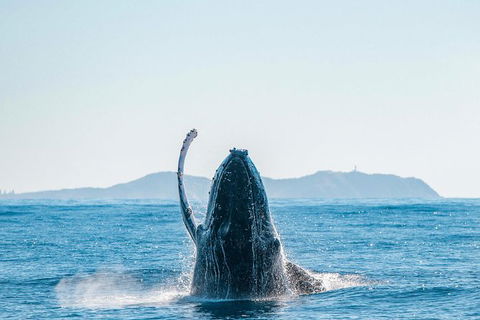 Premier Whale Watching Byron Bay - Accommodation Bookings 2