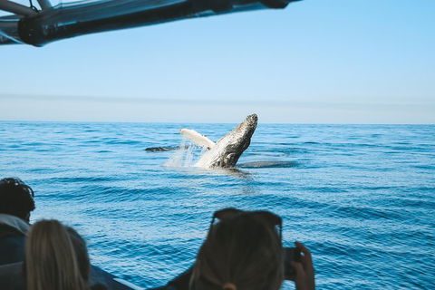Premier Whale Watching Byron Bay - Accommodation Bookings 5