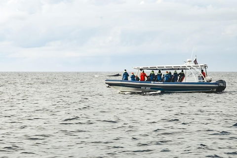 Premier Whale Watching Byron Bay - Accommodation Bookings 9