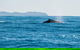 Premier Whale Watching Byron Bay - thumb 4