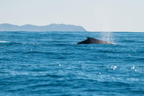 Premier Whale Watching Byron Bay - Accommodation Bookings 4