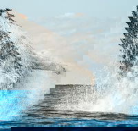 Premier Whale Watching Byron Bay - Accommodation Bookings