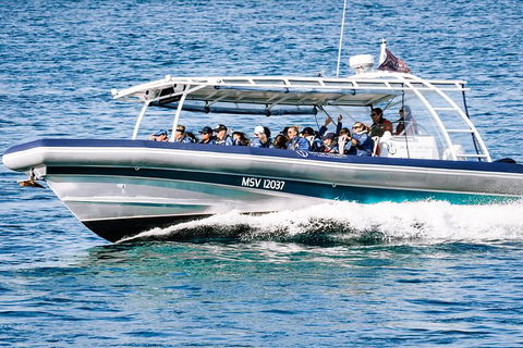 Premier Whale Watching Byron Bay - Accommodation Bookings 7