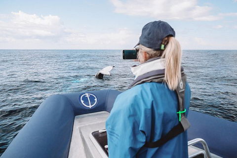 Premier Whale Watching Byron Bay - Accommodation Bookings 10