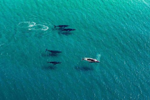 Coast And Vineyard Flight From The Hunter Valley - Accommodation Bookings 1
