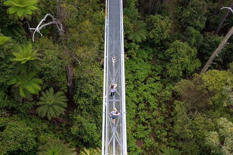 Illawarra Fly Treetop Adventures Treetop Walk Admission Ticket - Accommodation Bookings 4