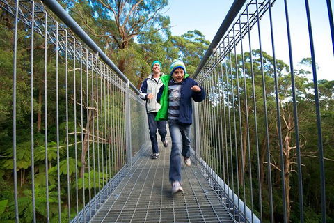 Illawarra Fly Treetop Adventures Treetop Walk Admission Ticket - Accommodation Bookings 7