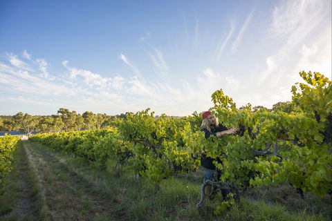 Mclaren Vale - Accommodation Bookings 0