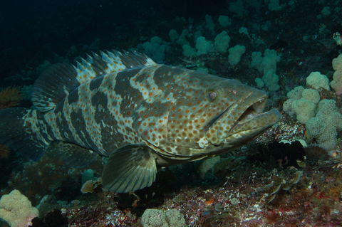 Wolf Rock Dive Site - Accommodation Bookings 1