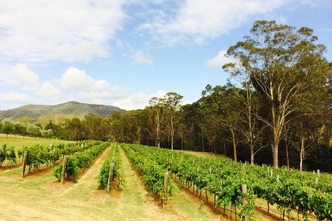 Tulloch Wines- Mystery Wine Tasting Experience With Local Cheese And Charcuterie - Accommodation Bookings 2