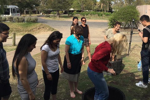 Hunter Valley Grape Stomping - Accommodation Bookings 2