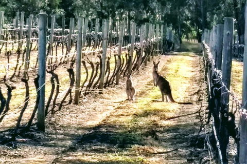 The Complete Hunter Valley Wine Tour Of Pokolbin, Mt View, Lovedale And Rothbury - Accommodation Bookings 5