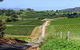 The Complete Hunter Valley Wine Tour Of Pokolbin, Mt View, Lovedale And Rothbury - thumb 0