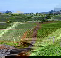 The Complete Hunter Valley Wine Tour of Pokolbin Mt View Lovedale and Rothbury - Accommodation Bookings