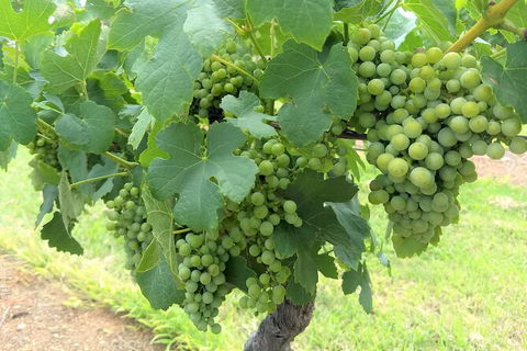 The Complete Hunter Valley Wine Tour Of Pokolbin, Mt View, Lovedale And Rothbury - Accommodation Bookings 3