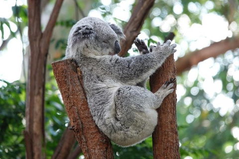 Small Group Blue Mountain Tour With A Local Guide - Accommodation Bookings 1