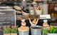 Sydney Classic Bites & Local Flavors: Private Food Tour - thumb 3