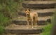 The Explorers\' Discovery Small Group Tour - Gold, Wine & Wildlife - thumb 7