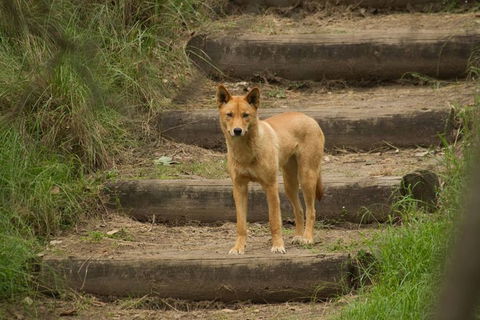 The Explorers\' Discovery Small Group Tour - Gold, Wine & Wildlife - Accommodation Bookings 7