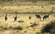 The Explorers\' Discovery Small Group Tour - Gold, Wine & Wildlife - thumb 9