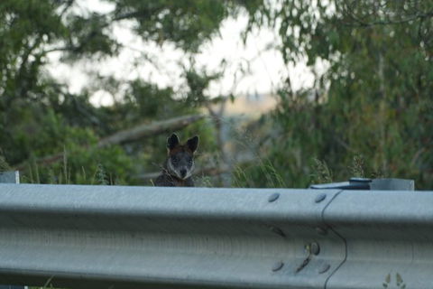 From The Mountains To The Bay - 4 Day Rediscovery Private Tour - Accommodation Bookings 13