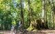 Guided E Bike Tour - Unicorn Falls & National Park - thumb 14