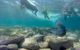 Manly And Shelly Beach Snorkeling Tour - thumb 5
