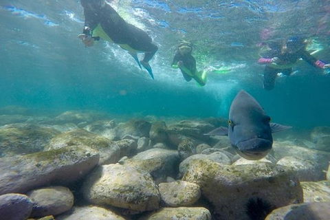 Manly And Shelly Beach Snorkeling Tour - Accommodation Bookings 5