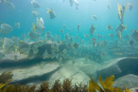 Manly And Shelly Beach Snorkeling Tour - Accommodation Bookings 1