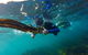 Manly And Shelly Beach Snorkeling Tour - thumb 4