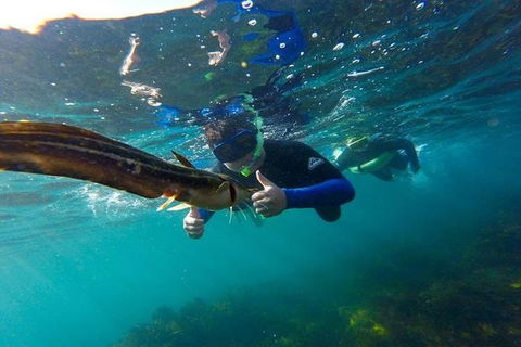 Manly And Shelly Beach Snorkeling Tour - Accommodation Bookings 4