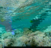 Manly and Shelly Beach Snorkeling Tour - Accommodation Bookings