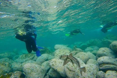 Manly And Shelly Beach Snorkeling Tour - Accommodation Bookings 0
