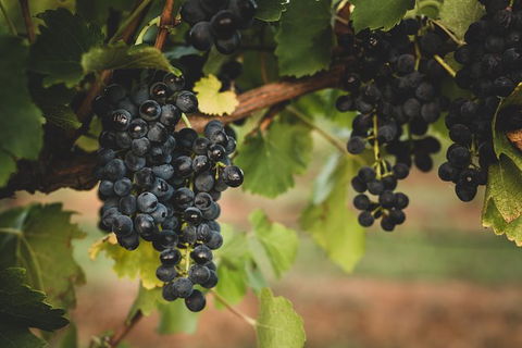 Hideaway Private Tours Hunter Valley - Accommodation Bookings 9