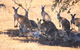 12-Day Outback 4WD Tour Of New South Wales Far West - thumb 8