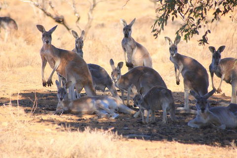 8-Day NSW Outback Tour Broken Hill Bourke Mungo Warrumbungles From Sydney - Accommodation Bookings 11