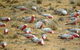 8-Day NSW Outback Tour Broken Hill Bourke Mungo Warrumbungles From Sydney - thumb 9
