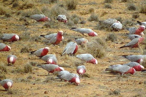 8-Day NSW Outback Tour Broken Hill Bourke Mungo Warrumbungles From Sydney - Accommodation Bookings 9